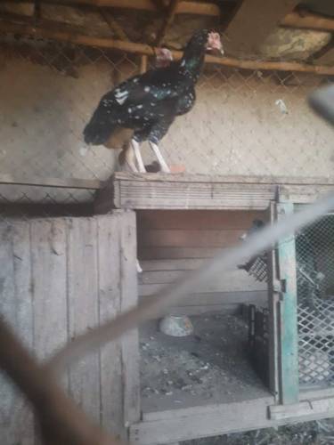 Thai ka cross aseel murgi available for urgent sale 