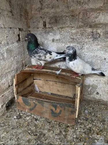 grey bazz breeder pair for sale 