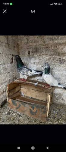 grey bazz breeder pair for sale 