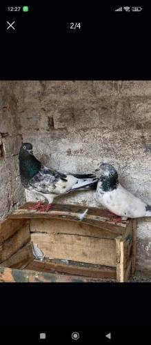 grey bazz breeder pair for sale 