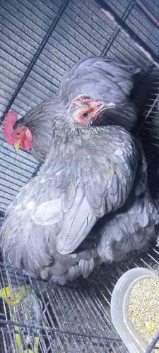 Blue Bentam Pair For Sale