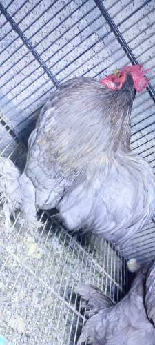 Blue Bentam Pair For Sale