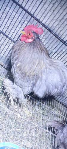 Blue Bentam Pair For Sale