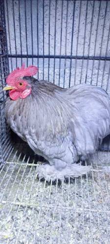Blue Bentam Pair For Sale