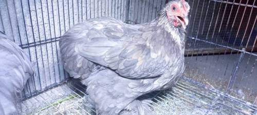 Blue Bentam Pair For Sale