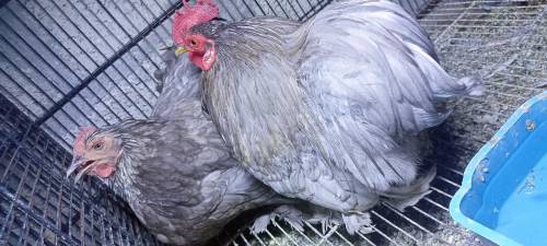 Blue Bentam Pair For Sale