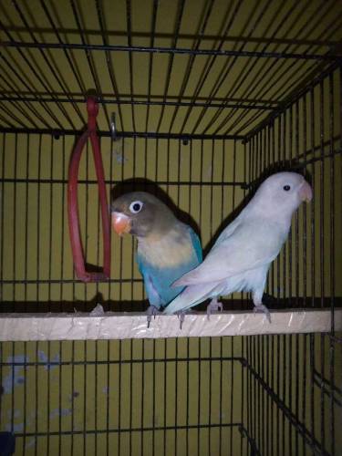 Parblue Male And Albino Black Eye Female Ready to Breed Pair Non Dna