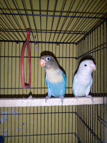 Parblue Male And Albino Black Eye Female Ready to Breed Pair Non Dna