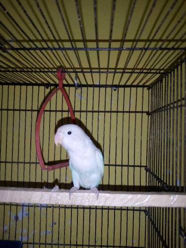 Parblue Male And Albino Black Eye Female Ready to Breed Pair Non Dna