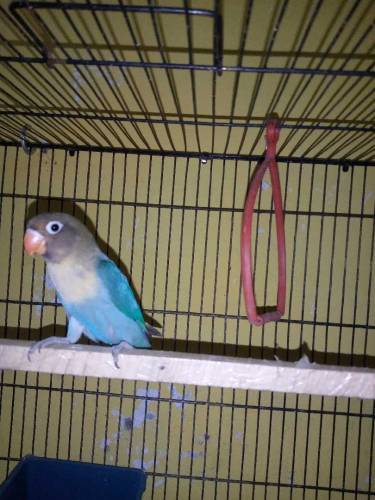 Parblue Male And Albino Black Eye Female Ready to Breed Pair Non Dna