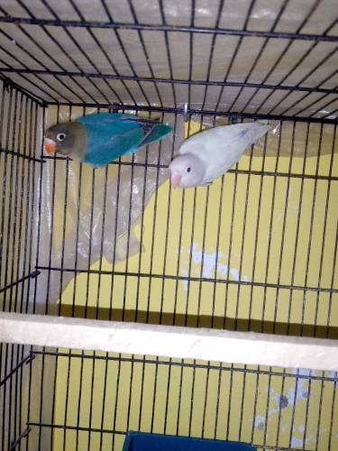 Parblue Male And Albino Black Eye Female Ready to Breed Pair Non Dna