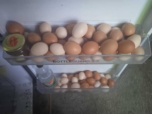 desi eggs 300Rs/dozen pure home breed 
