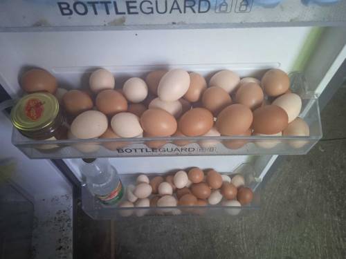 desi eggs 300Rs/dozen pure home breed 
