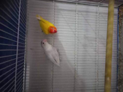 love bird, java, cage for sale