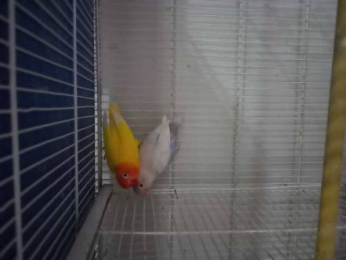 love bird, java, cage for sale
