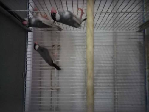 love bird, java, cage for sale
