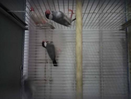 love bird, java, cage for sale