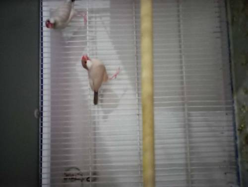 love bird, java, cage for sale