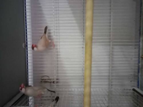 love bird, java, cage for sale