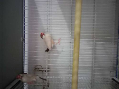 love bird, java, cage for sale