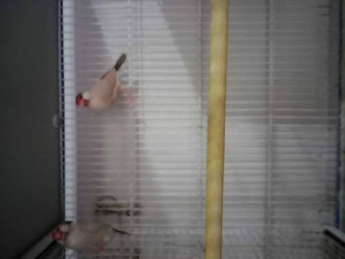 love bird, java, cage for sale