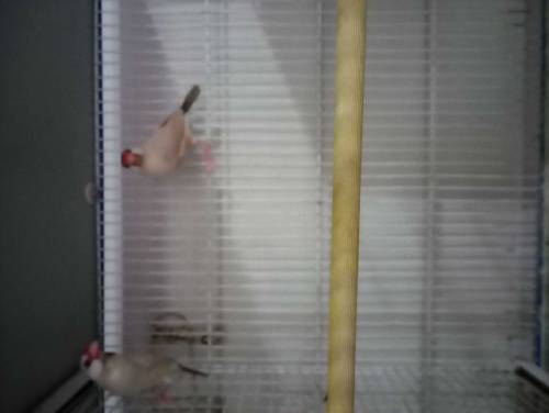 love bird, java, cage for sale