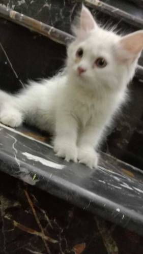 Persian kitten