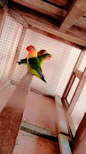 Green Fishri Love Birds 