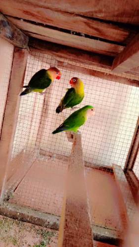 Green Fishri Love Birds 