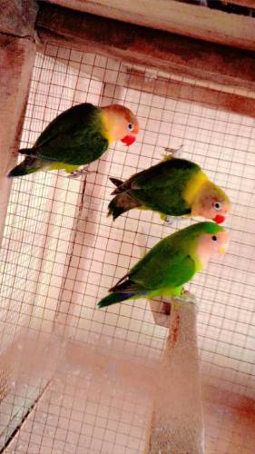 Green Fishri Love Birds 