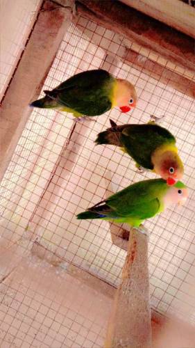 Green Fishri Love Birds 