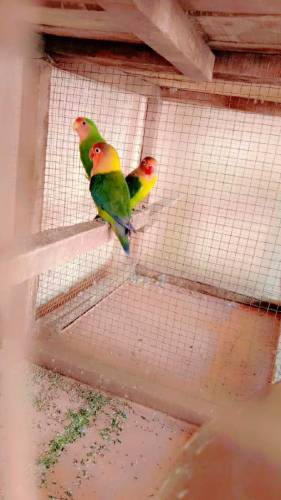 Green Fishri Love Birds 