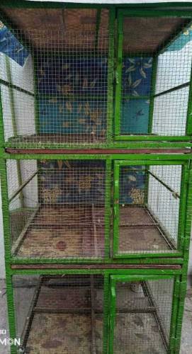 pinjra birds cage