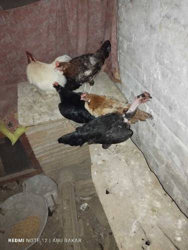 Murgia hens