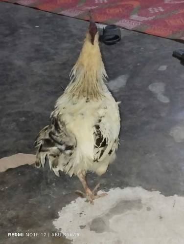 Murgia hens