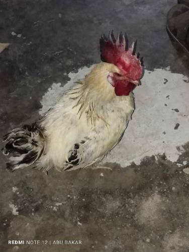 Murgia hens