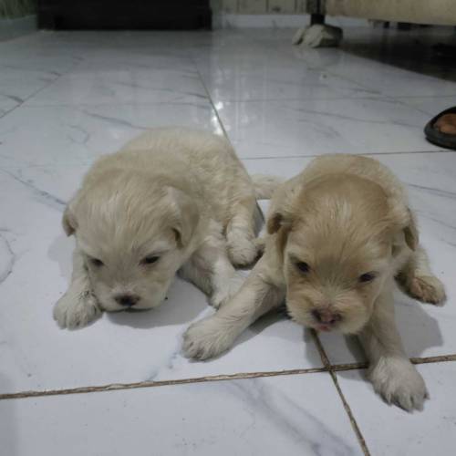 Dogs
