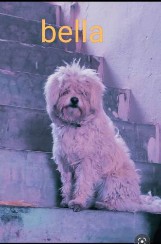 Dogs