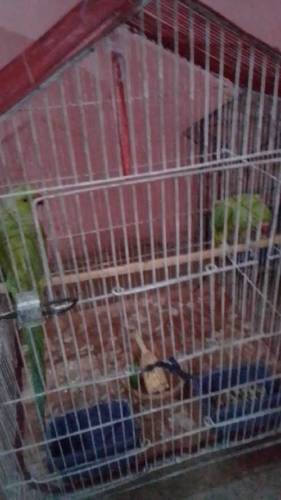 ringneck pair