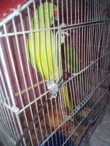 ringneck pair