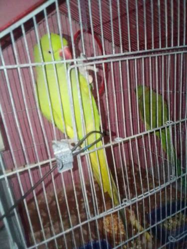 ringneck pair