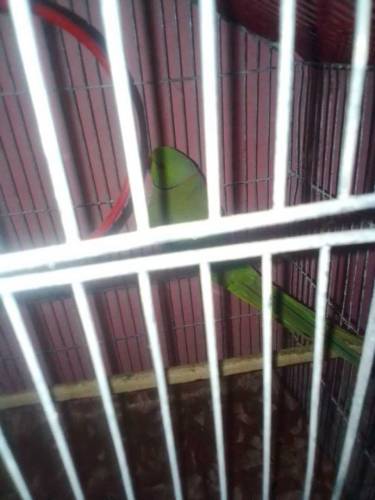 ringneck pair