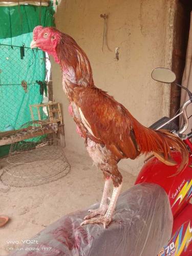 aseel Sindhi murga available for sale 
