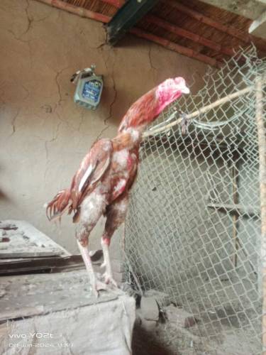 aseel Sindhi murga available for sale 