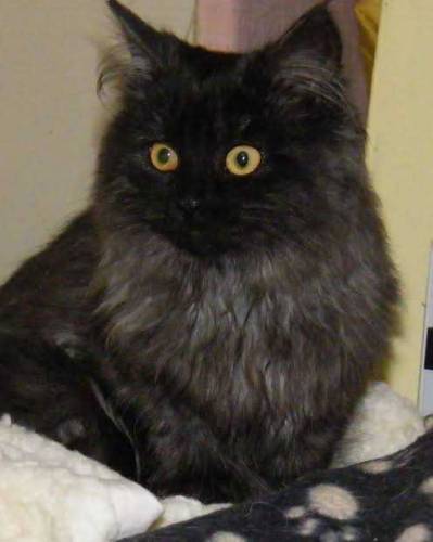 Black Persian Cat 5 months For sale Discount is available