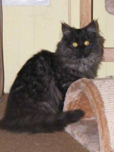 Black Persian Cat 5 months For sale Discount is available