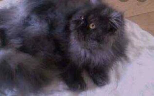 Black Persian Cat 5 months For sale Discount is available
