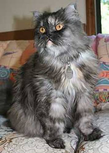 Black Persian Cat 5 months For sale Discount is available