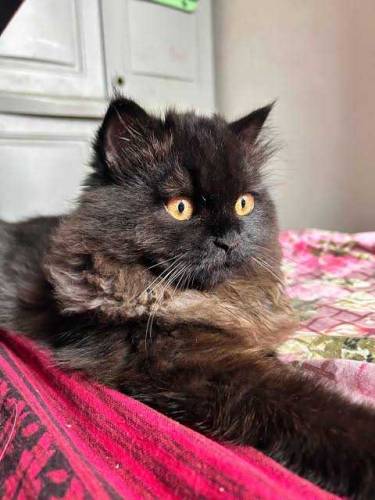 Black Persian Cat 5 months For sale Discount is available