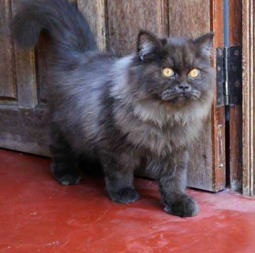 Black Persian Cat 5 months For sale Discount is available